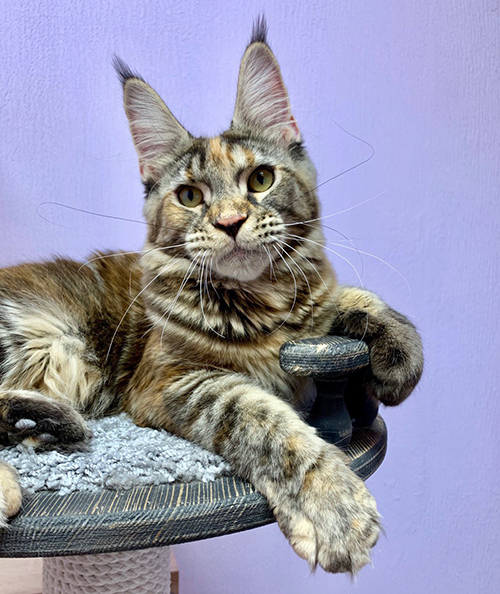 Zemphira Laguna Leo - maine-coon