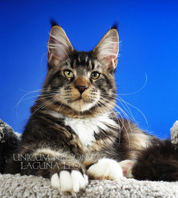 Unicum Nelson - maine-coon