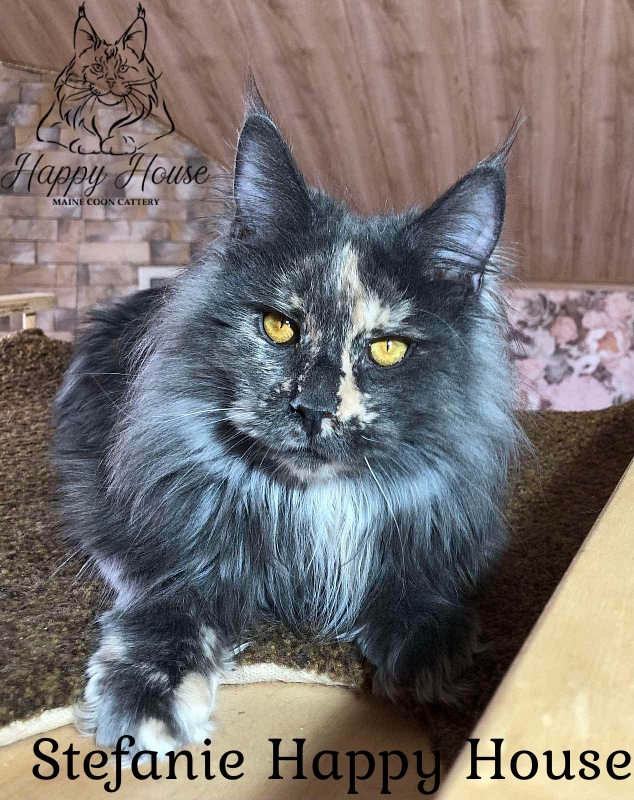 Stefanie Happy House - Junior maine-coon 7 months 3 weeks