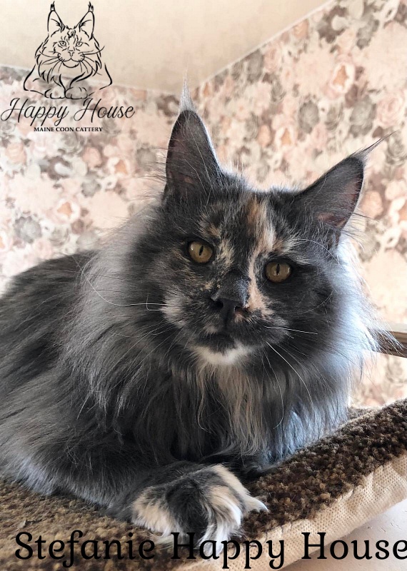 Stefanie Happy House - Junior maine-coon 7 months 3 weeks