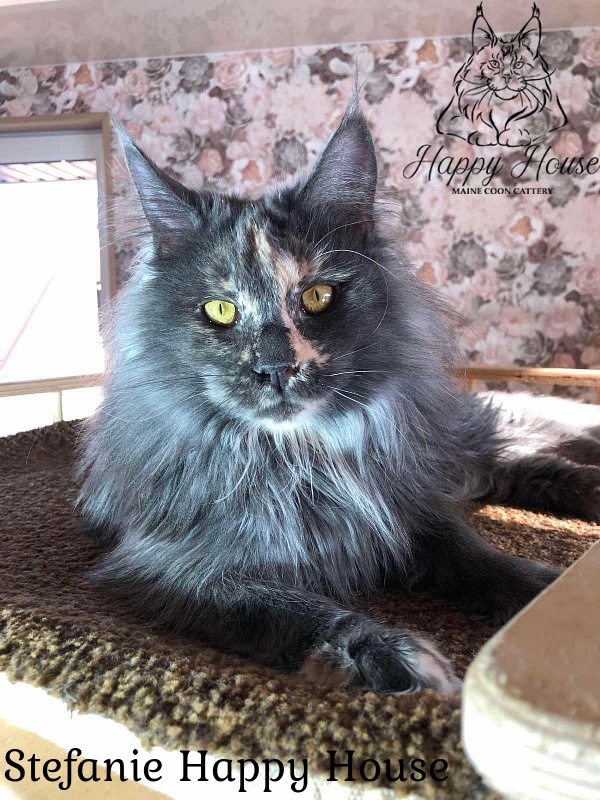 Stefanie Happy House - Junior maine-coon 7 months 3 weeks