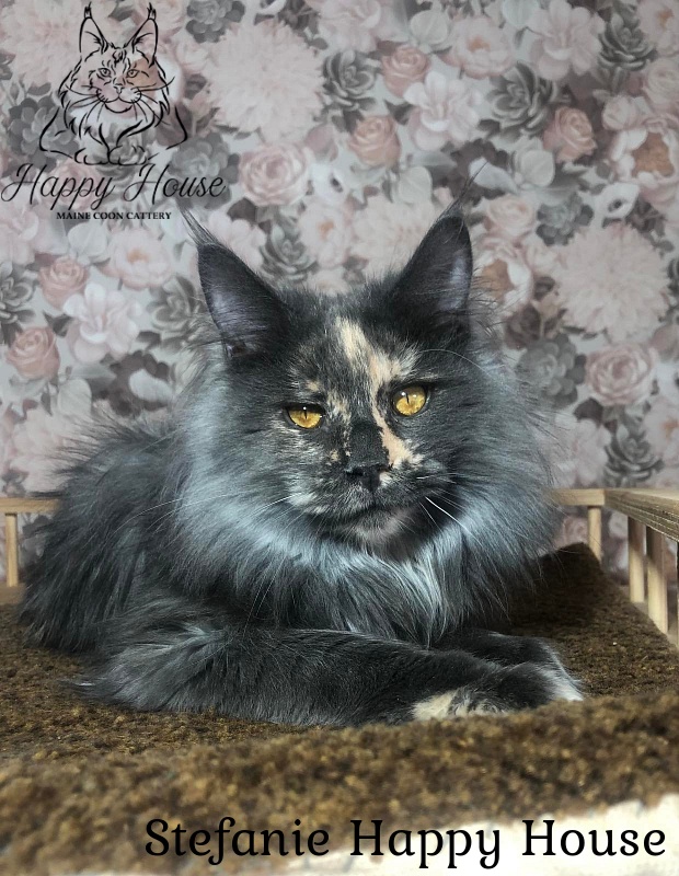 Stefanie Happy House - Junior maine-coon 7 months 3 weeks