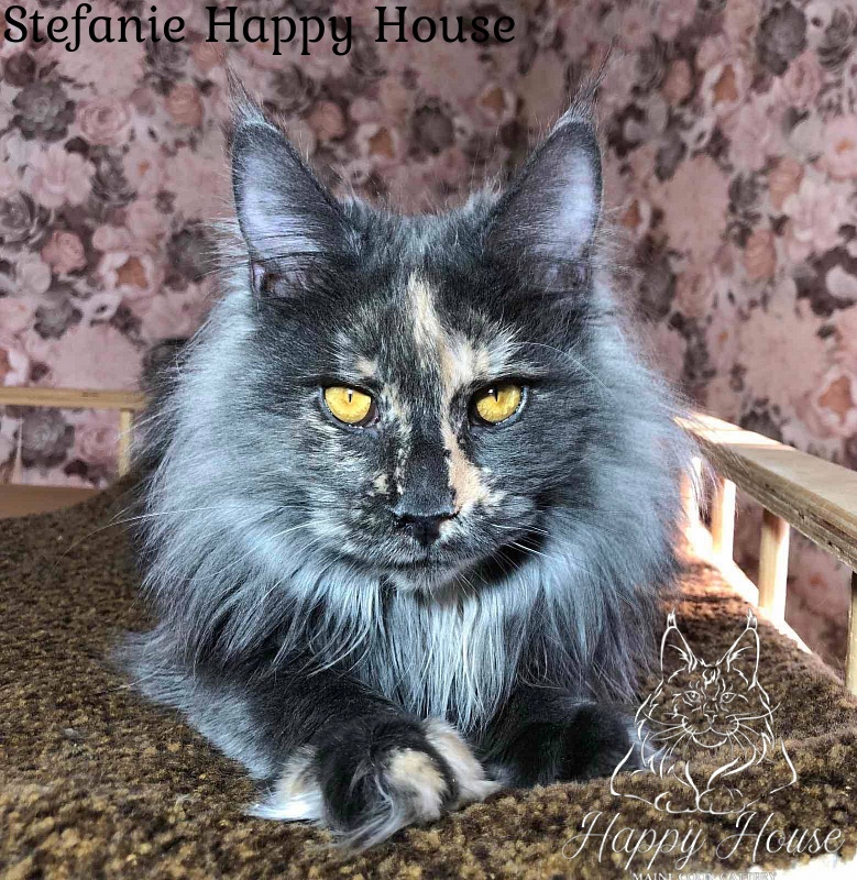 Stefanie Happy House - Junior maine-coon 7 months 3 weeks