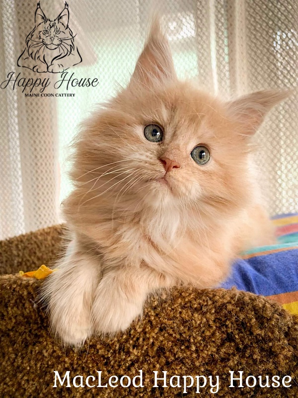 MacLeod Happy House - Kitten maine-coon 2 months 0.5 weeks