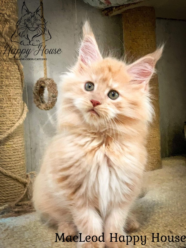 MacLeod Happy House - Kitten maine-coon 2 months 0.5 weeks