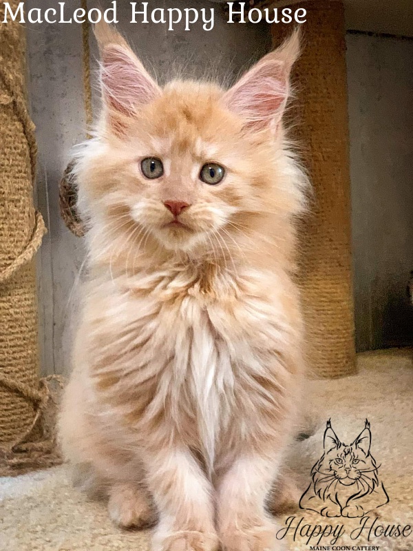 MacLeod Happy House - Kitten maine-coon 2 months 0.5 weeks