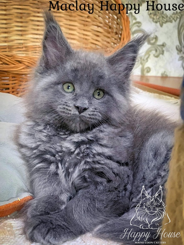 Maclay Happy House - Котенок мейн-кун 2 месяца 0,5 недель