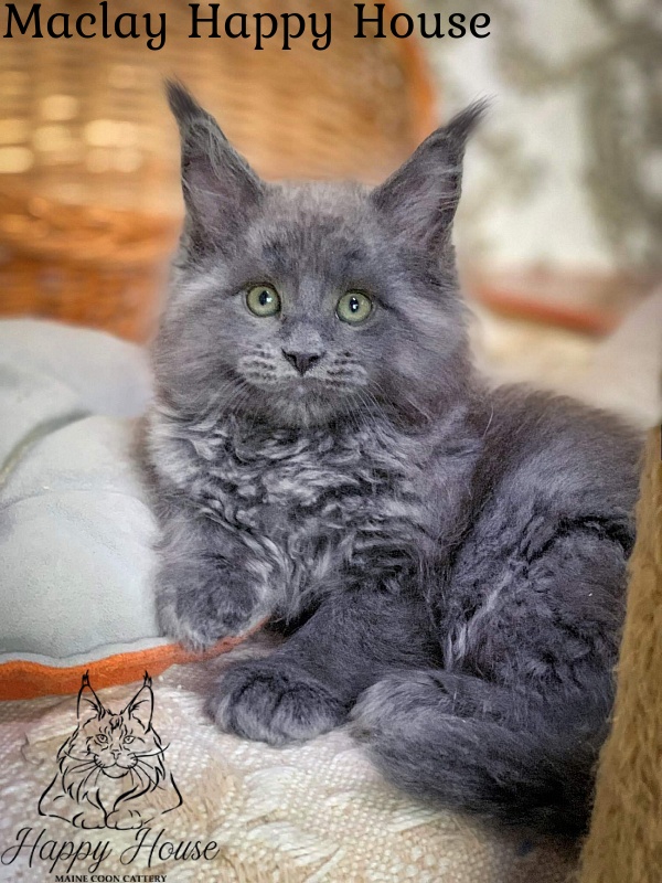 Maclay Happy House - Котенок мейн-кун 2 месяца 0,5 недель