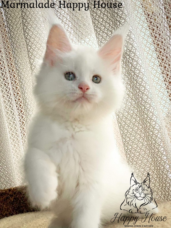 Marmalade Happy House - maine-coon