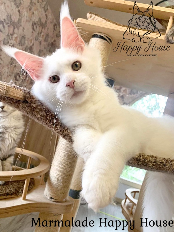 Marmalade Happy House - Kitten maine-coon 5 months 0.5 weeks