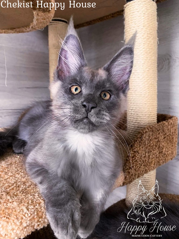 Chekist Happy House - Kitten maine-coon 3 months 2 weeks