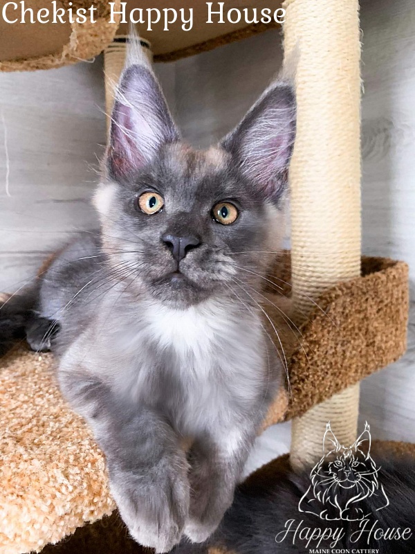 Chekist Happy House - Kitten maine-coon 3 months 2 weeks