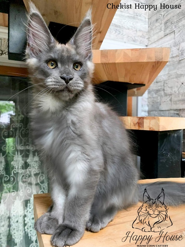 Chekist Happy House - Kitten maine-coon 3 months 2 weeks