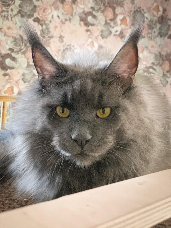 Simba Happy House - maine-coon