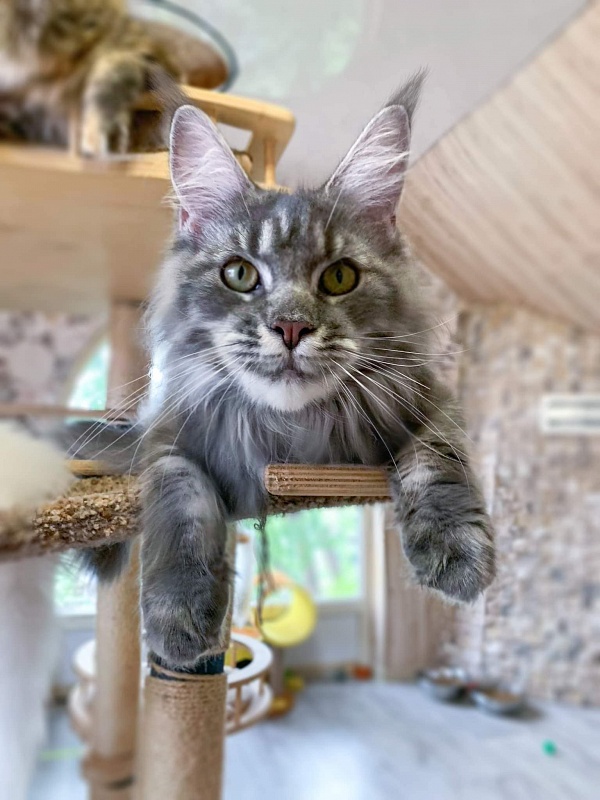 Mia Happy House - maine-coon