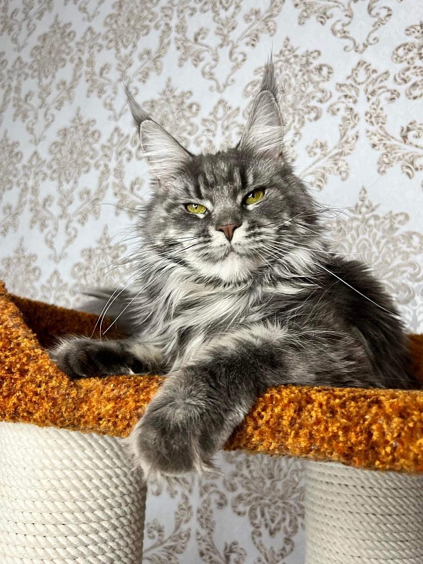 Mia Happy House - maine-coon