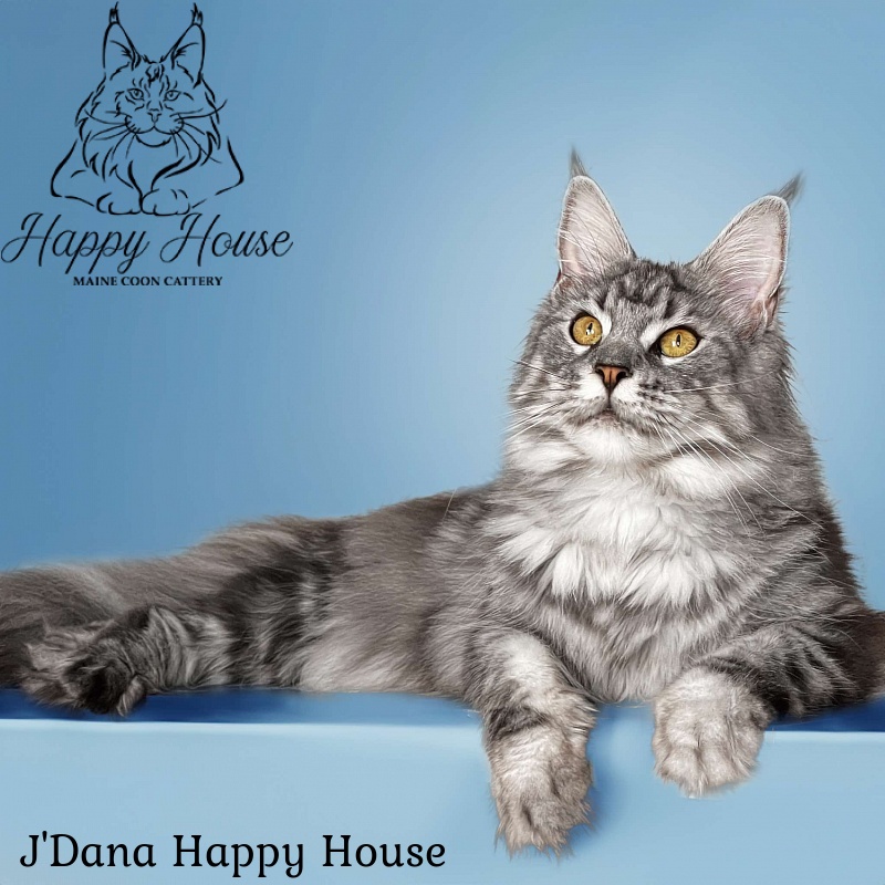 J'Dana Happy House - maine-coon