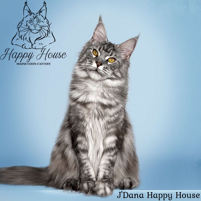 J'Dana Happy House - maine-coon