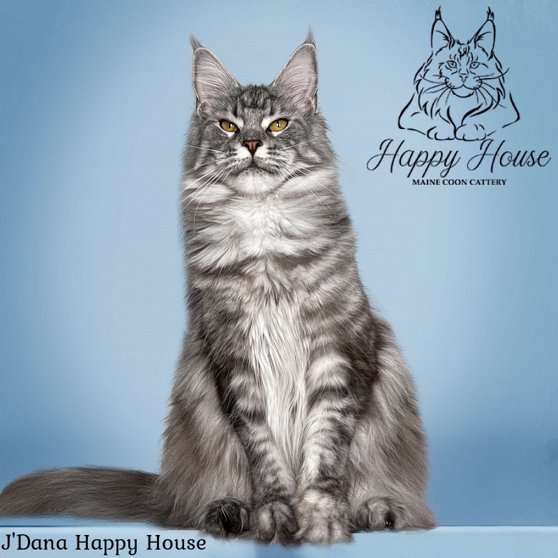 J'Dana Happy House - maine-coon
