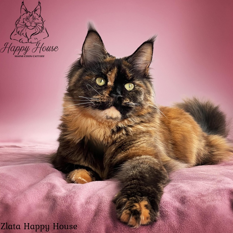 Zlata Happy House - maine-coon