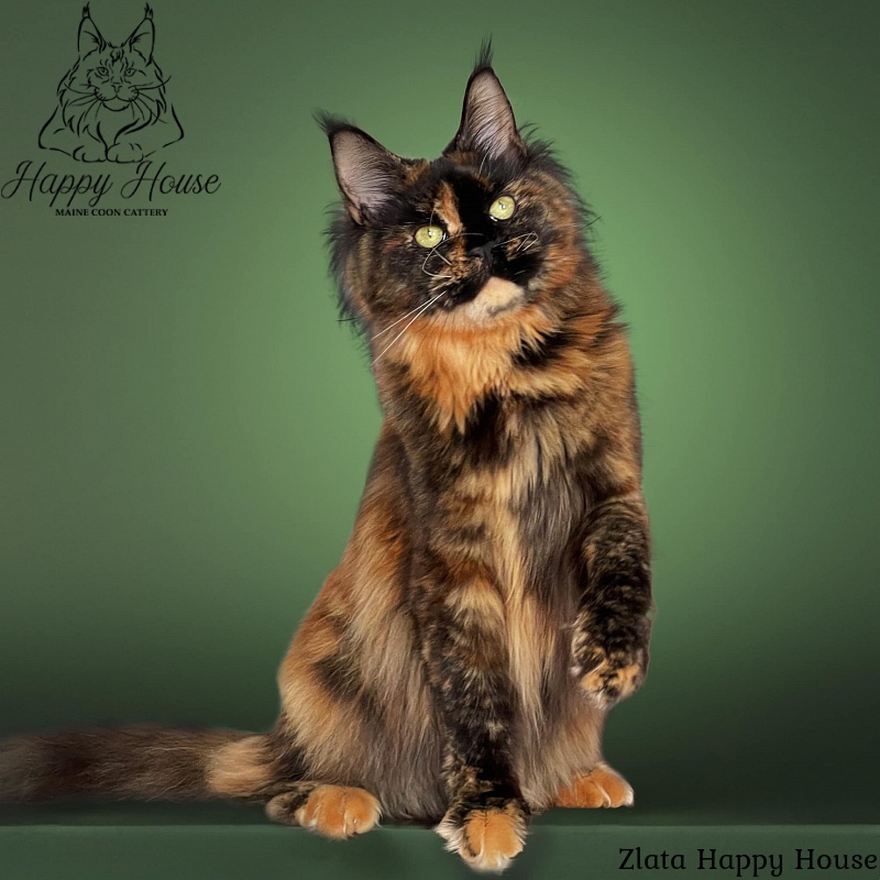 Zlata Happy House - maine-coon