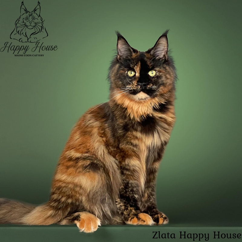 Zlata Happy House - maine-coon