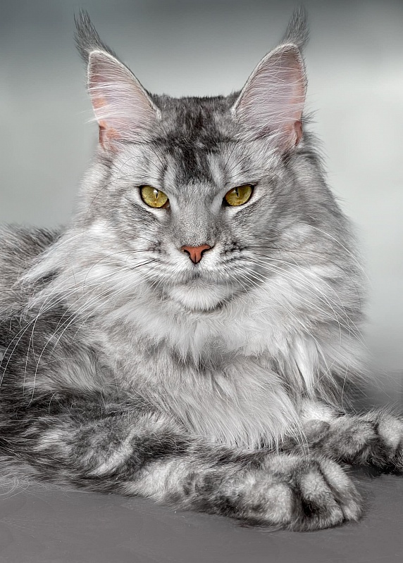 Vyma Happy House - maine-coon