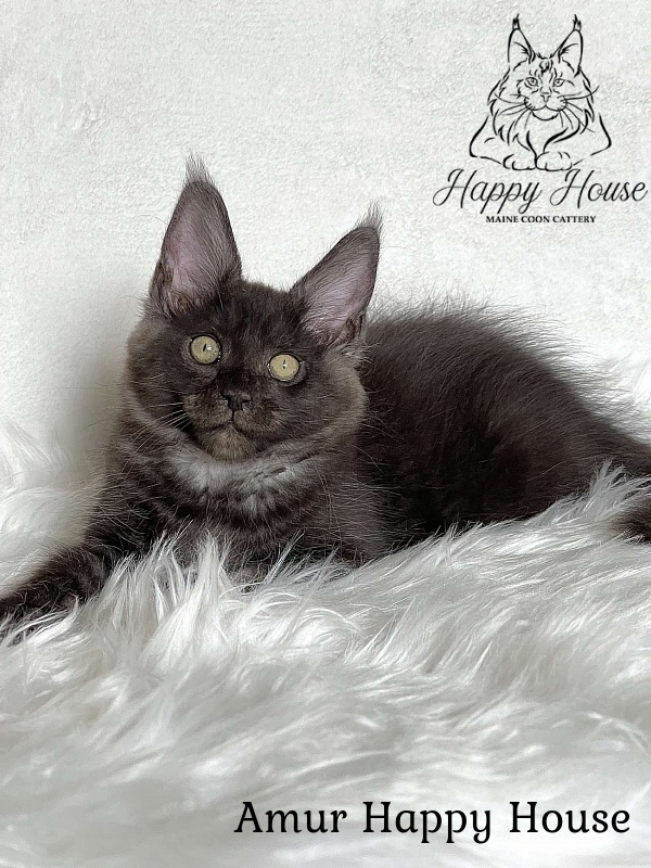 Amur Happy House - Kitten maine-coon 3 months 1.5 week