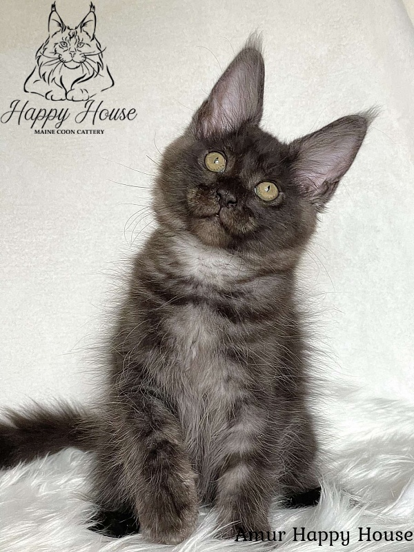 Amur Happy House - Kitten maine-coon 3 months 1.5 week