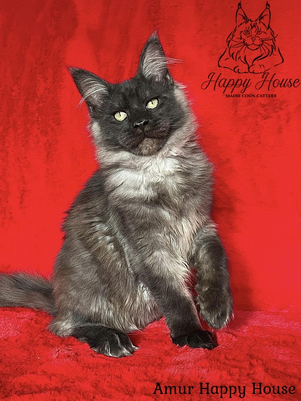 Amur Happy House - Kitten maine-coon 5 months