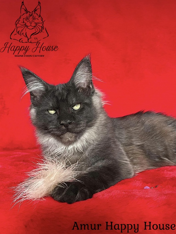 Amur Happy House - Kitten maine-coon 5 months