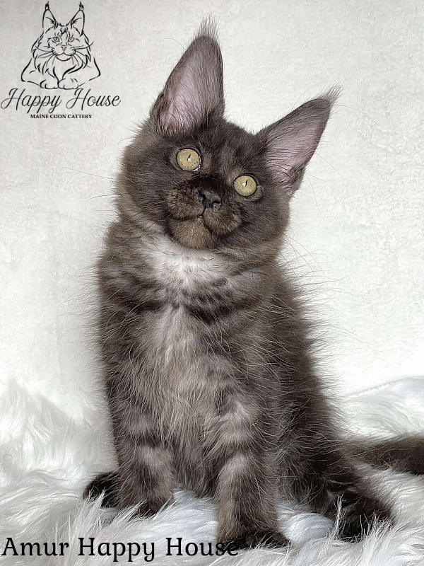 Amur Happy House - Kitten maine-coon 3 months 1.5 week