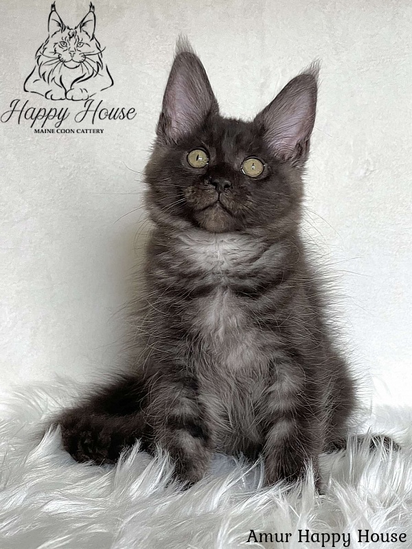 Amur Happy House - Kitten maine-coon 3 months 1.5 week