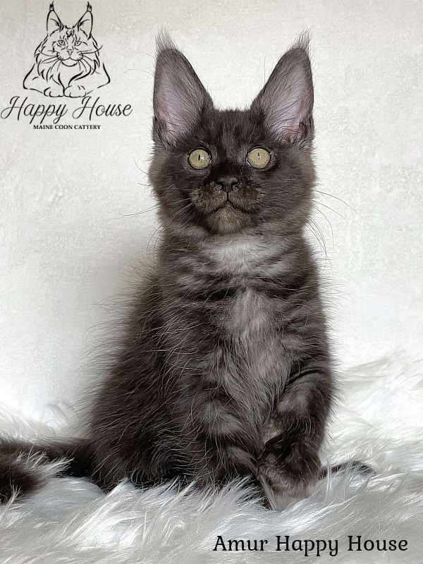Amur Happy House - Kitten maine-coon 3 months 1.5 week