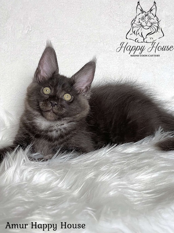 Amur Happy House - Kitten maine-coon 3 months 1.5 week