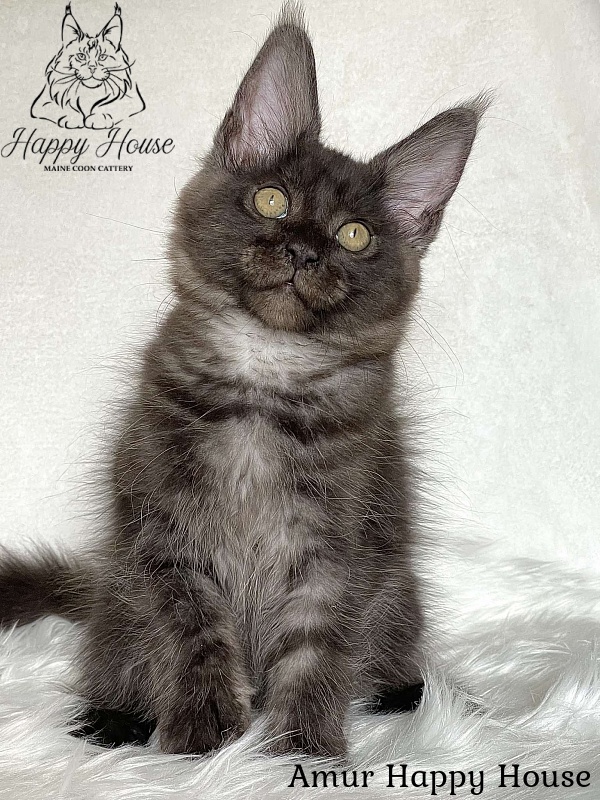 Amur Happy House - Kitten maine-coon 3 months 1.5 week