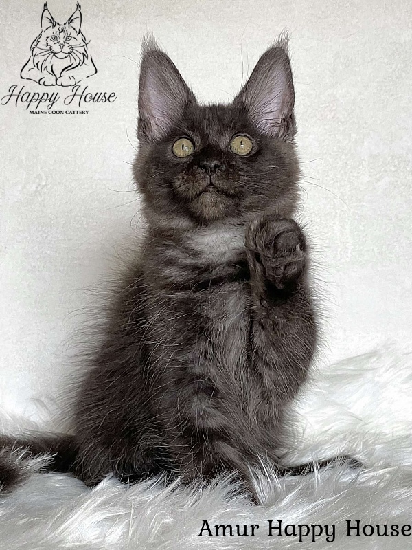 Amur Happy House - Kitten maine-coon 3 months 1.5 week