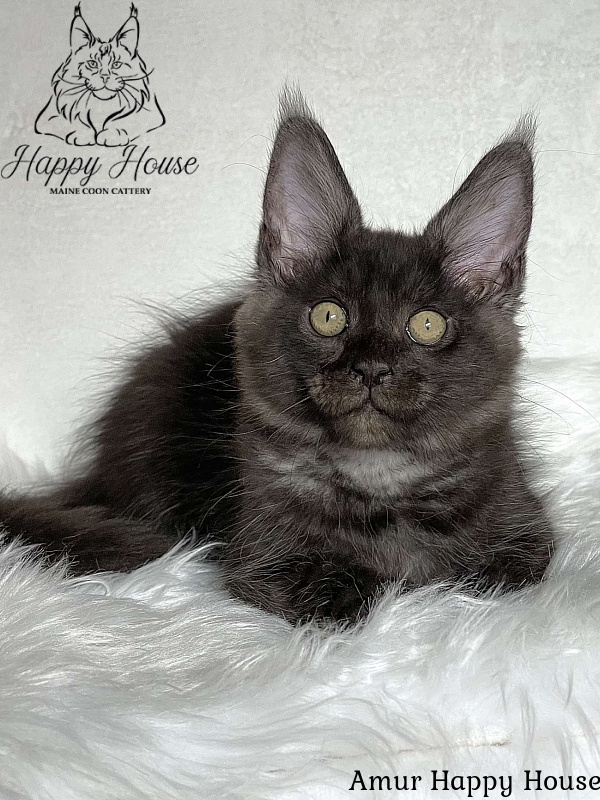 Amur Happy House - Kitten maine-coon 3 months 1.5 week