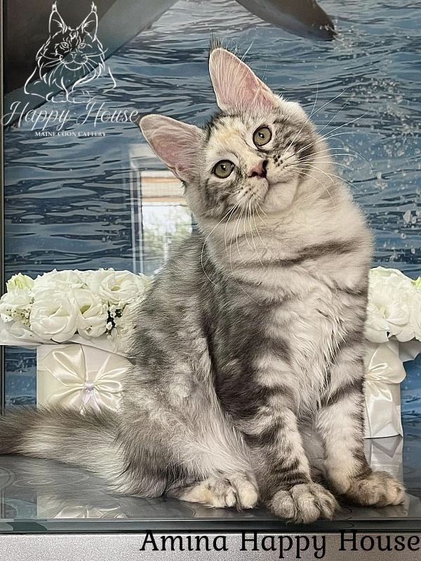 Amina Happy House - Кошеня мейн-кун 4 місяця 3 тижні