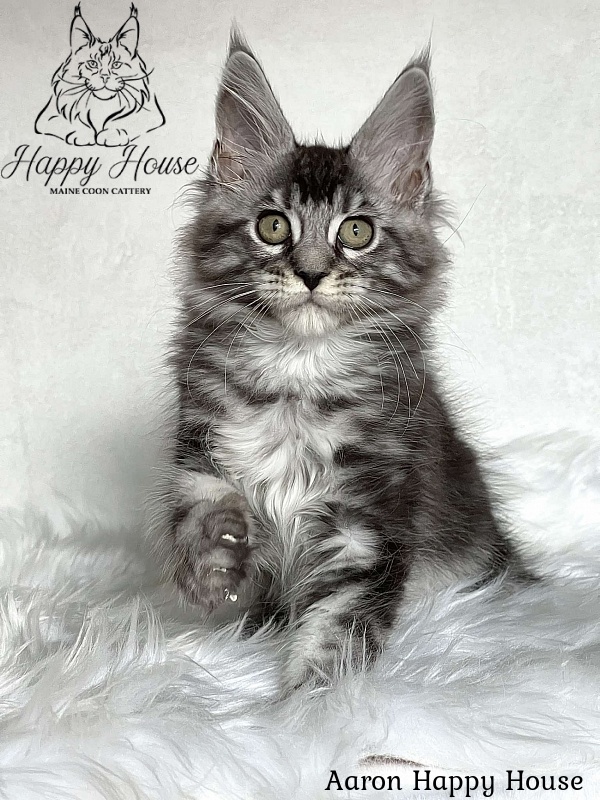 Aaron Happy House - Kitten maine-coon 3 months 1.5 week