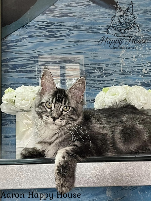 Aaron Happy House - Kitten maine-coon 4 months 3 weeks