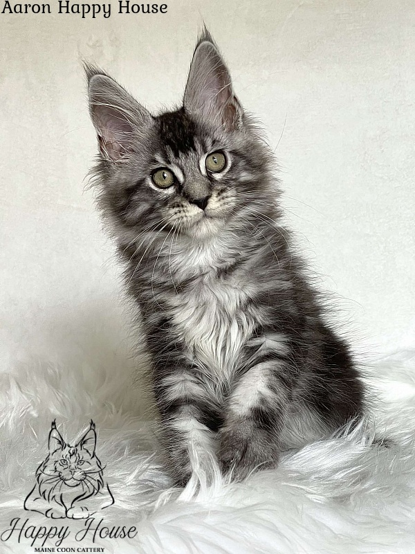 Aaron Happy House - Kitten maine-coon 3 months 1.5 week
