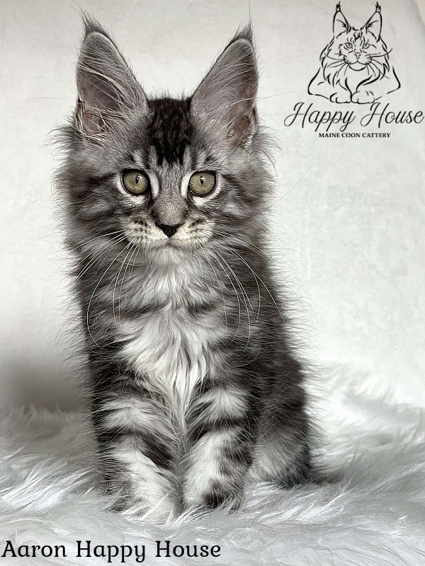 Aaron Happy House - Kitten maine-coon 3 months 1.5 week