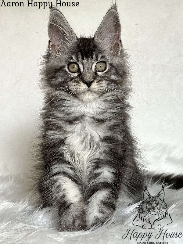 Aaron Happy House - Kitten maine-coon 3 months 1.5 week