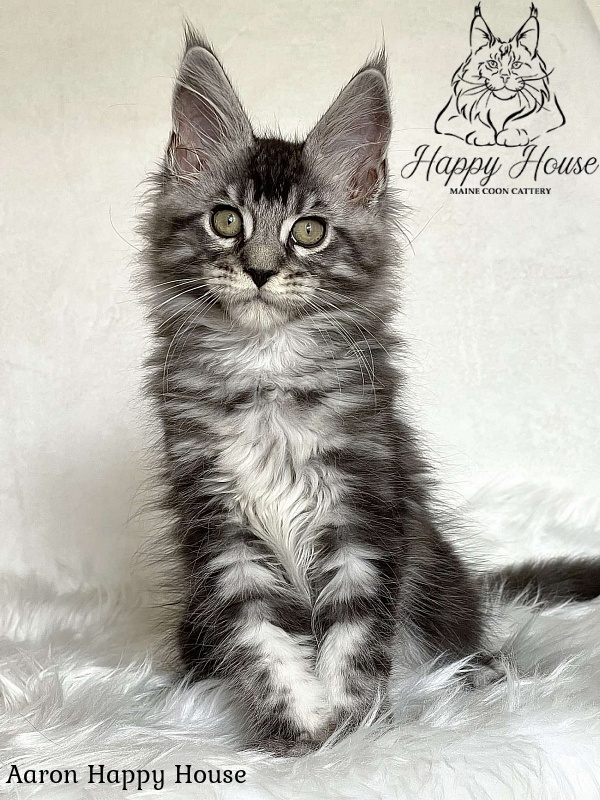 Aaron Happy House - Kitten maine-coon 3 months 1.5 week