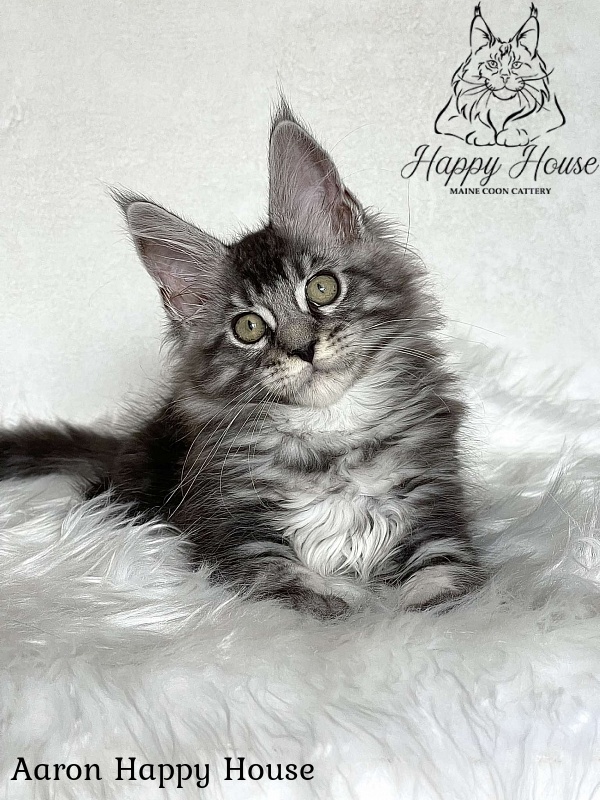 Aaron Happy House - Kitten maine-coon 3 months 1.5 week