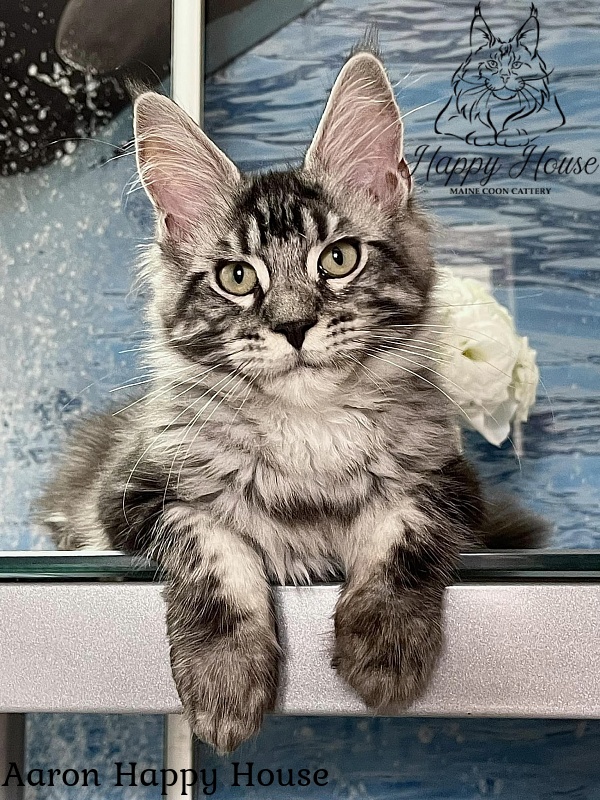 Aaron Happy House - Kitten maine-coon 4 months 3 weeks