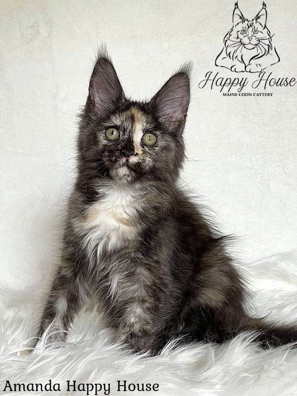 Amanda Happy House - Kitten maine-coon 3 months 1.5 week