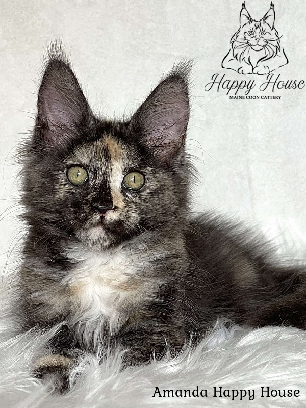 Amanda Happy House - Kitten maine-coon 3 months 1.5 week