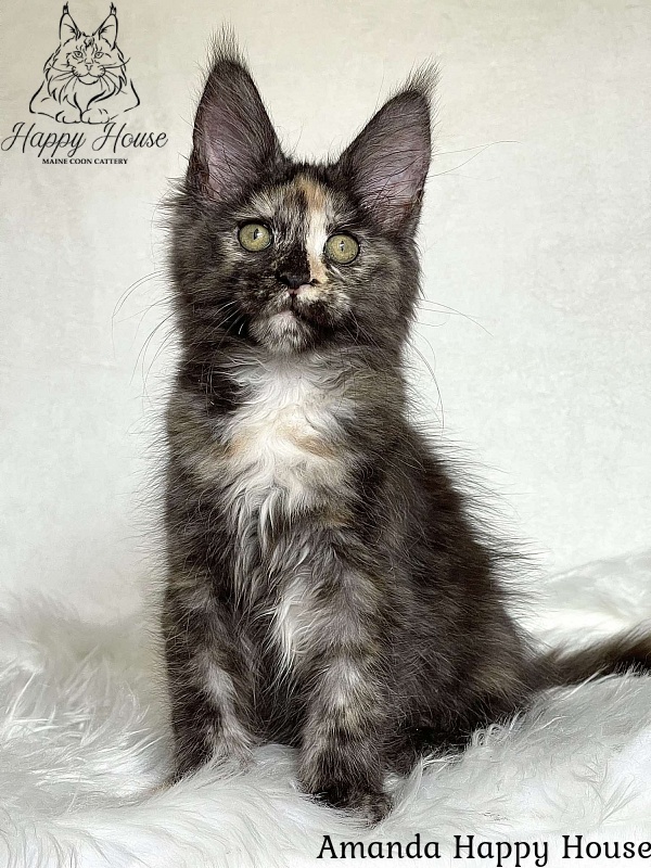 Amanda Happy House - Kitten maine-coon 3 months 1.5 week